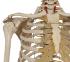 Rudiger® Physiology Skeleton