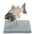 Altay® Fish Model