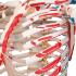 Flexible Ligamentary Painted Skeleton - Ring Mount