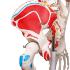 Flexible Ligamentary Painted Skeleton - Rod Mount