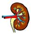 Science Take-Out® A Kidney Problem
