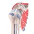 Shoulder Joint with Rotator Cuff