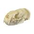 Natural Bone American Mink Skull