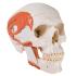 3B Scientific® Functional Muscular Skull
