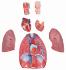 Walter® 7 Part Respiratory System