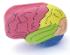 Model kit human brain