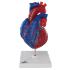 3B Scientific® Magnetic Heart Model