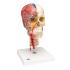 3B Scientific® BONElike™ Human Skull Model With Brain And Vertebrae