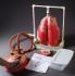 Inflatable Lungs Kit
