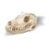 3B Scientific® Canine Skull