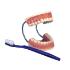 3B Scientific® Giant Dental Care Set