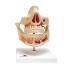 3B Scientific® Denture Models