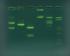 SYBR® Safe DNA Stain, 10,000 X, Edvotek