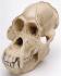 Orangutan Skull Male Replica