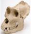 Gorilla Skull Male Replica