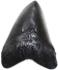 Megalodon tooth EC