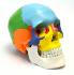 Eisco® Color Coded Skull