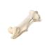 Mammal Femur Bones