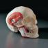 3B Scientific® Functional Muscular Skull