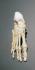3B Scientific®  Articulated Foot Skeleton