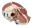 3B Scientific® Skull With Facial Muscles
