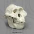 Australopithecus boisei