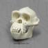 Pan troglodytes (chimpanzee) skull