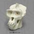 Gorilla skull scale replica (resin)