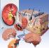 3B Scientific® Basic Organs Bundle