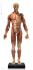 Anatomy Tools® Anatomical Figures, 1:3 Scale