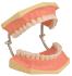 Eisco® Dental Care Model