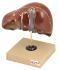 Eisco® Human Liver On Stand