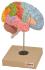 Eisco® Regions of the Brain Model