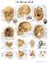3B Scientific® Human Skull Chart
