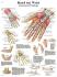 3B Scientific® Hand And Wrist Chart