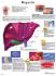3B Scientific® Hepatitis Chart