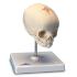 3B Scientific® Fetal Skull