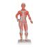 Human Anatomy Figure