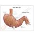 GPI Anatomicals® Basic Stomach Model