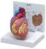 GPI Anatomicals® Basic Heart Model
