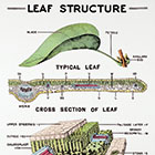 Biology Charts And Posters